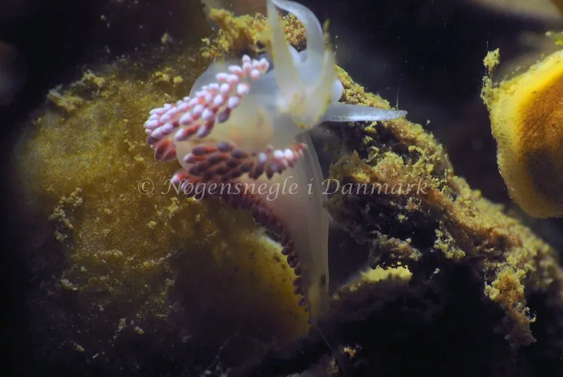 Coryphella verrucosa - Lyngsbo Strand - Foto: Jens Egon Jørgensen