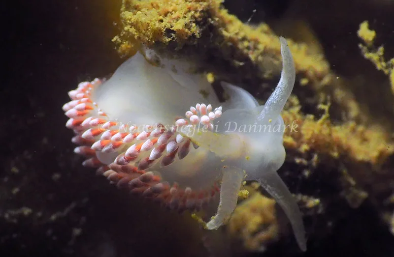 Coryphella verrucosa - Lyngsbo Strand - Foto: Jens Egon Jørgensen