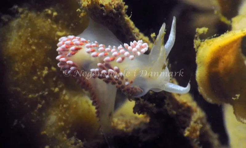 Coryphella verrucosa - Lyngsbo Strand - Foto: Jens Egon Jørgensen