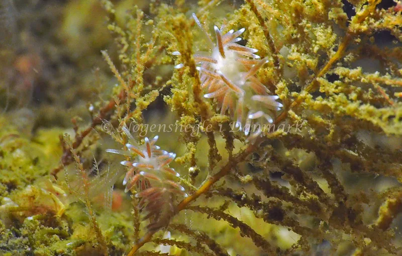 Cuthonella concinna - Lyngsbo Strand - Foto: Jens Egon Jørgensen