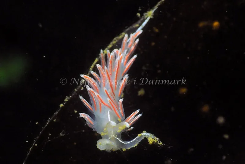 Gulenia monicae - Lyngsbo Strand - Foto: Jens Egon Jørgensen