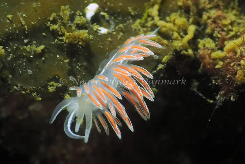 Gulenia monicae - Lyngsbo Strand - Foto: Jens Egon Jørgensen