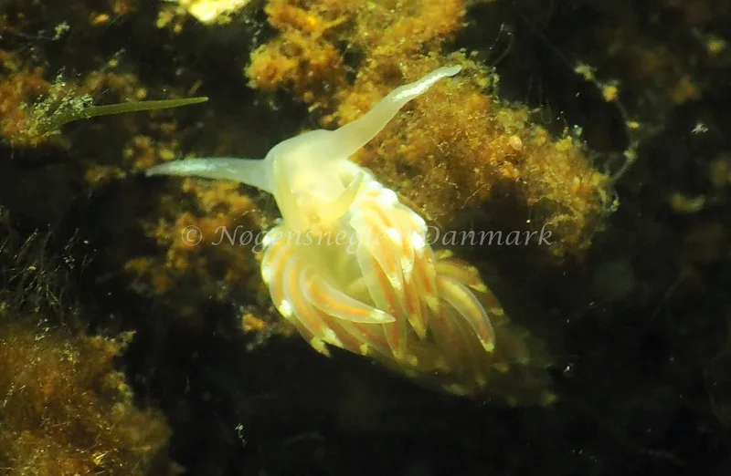 Facelina cf bostoniensis - Kollund Lillestrand - Foto: Jens Egon Jørgensen