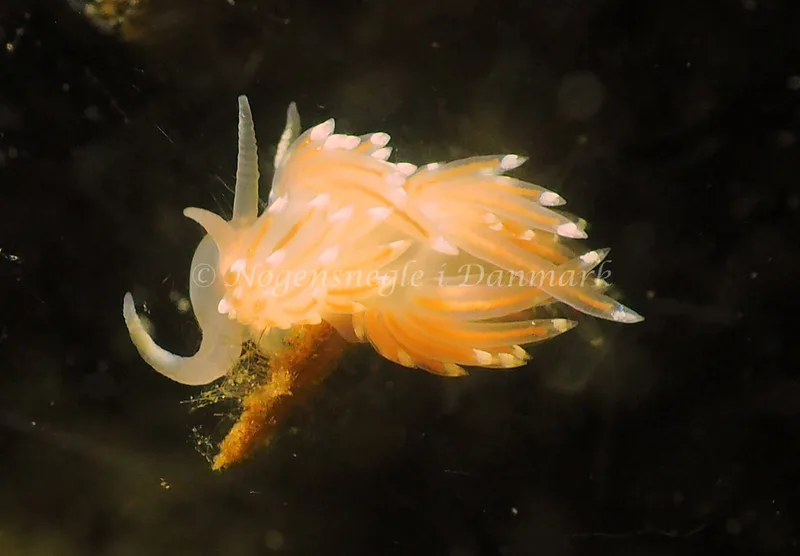 Facelina cf bostoniensis - Kollund Lillestrand - Foto: Jens Egon Jørgensen
