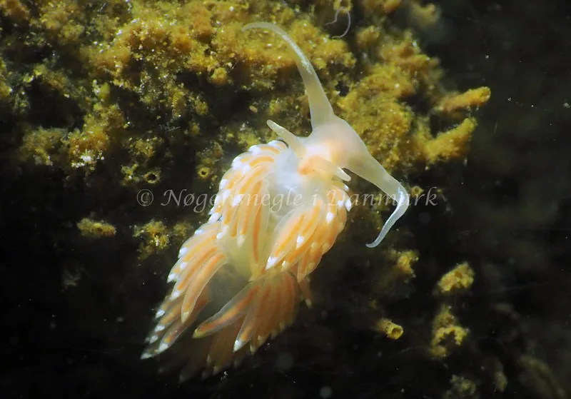Facelina cf bostoniensis - Kollund Lillestrand - Foto: Jens Egon Jørgensen