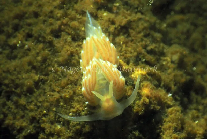 Facelina cf bostoniensis - Kollund Lillestrand - Foto: Jens Egon Jørgensen