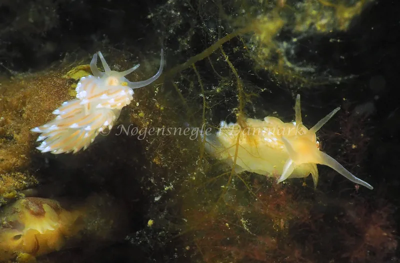 Facelina cf bostoniensis - Kollund Lillestrand - Foto: Jens Egon Jørgensen