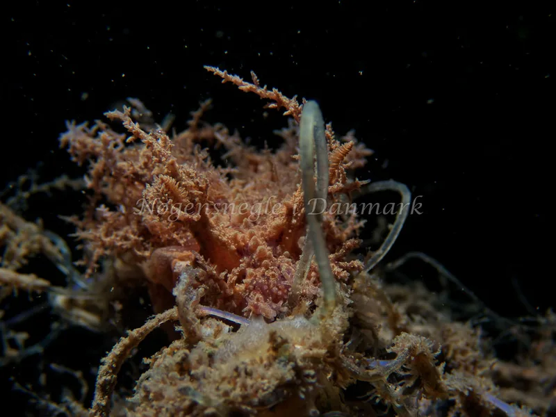 Dendronotus europaeus - Otto S/S (Vrag) - Foto: Kenneth Krull