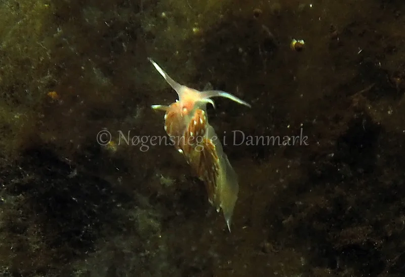 Facelina bostoniensis - Kollund Lillestrand - Foto: Jens Egon Jørgensen