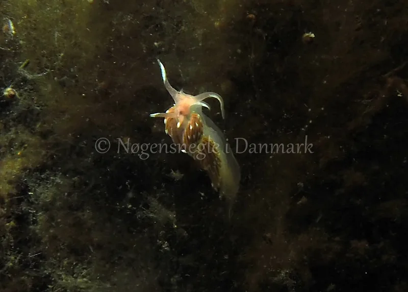 Facelina bostoniensis - Kollund Lillestrand - Foto: Jens Egon Jørgensen