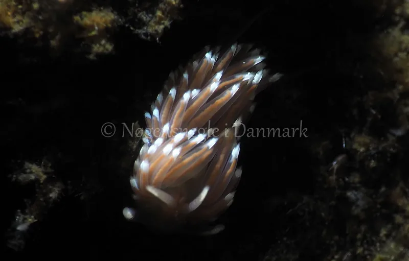 Facelina bostoniensis - Kollund Lillestrand - Foto: Jens Egon Jørgensen