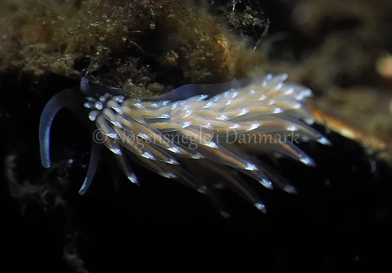 Facelina bostoniensis - Kollund Lillestrand - Foto: Jens Egon Jørgensen