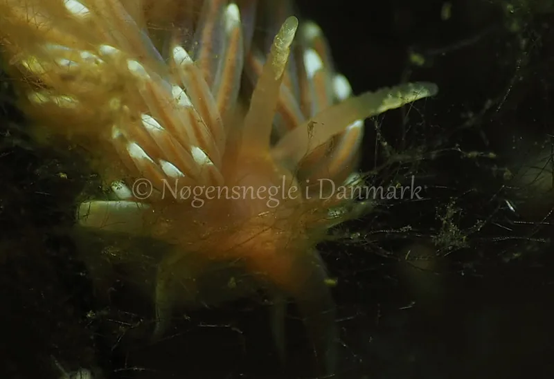 Facelina bostoniensis - Kollund Lillestrand - Foto: Jens Egon Jørgensen