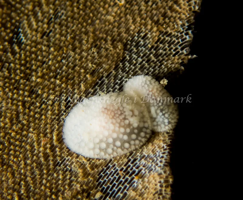 Onchidoris muricata - Søbadet - Foto: Kenneth Krull