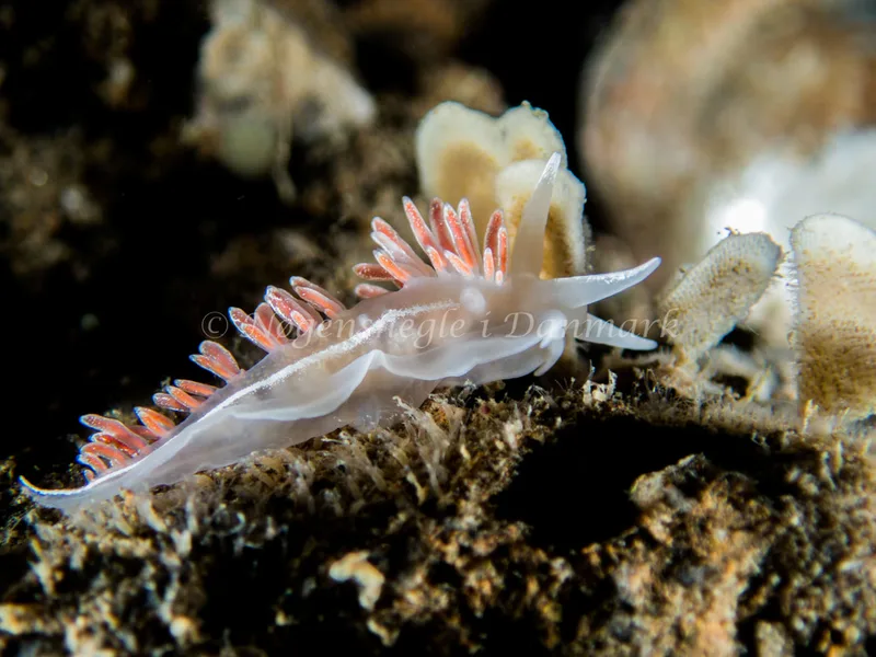 Gulenia monicae - Søbadet - Foto: Kenneth Krull