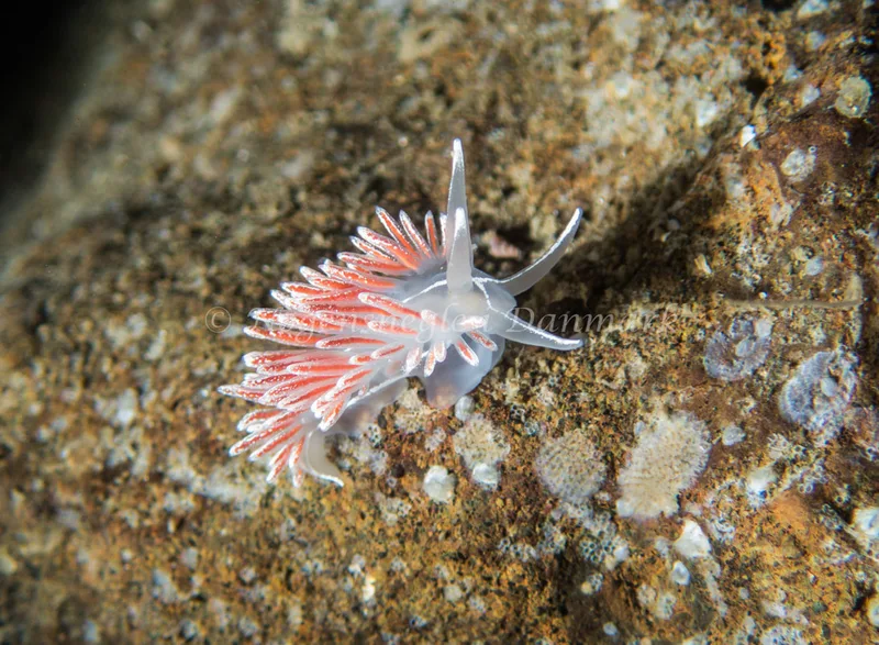 Gulenia monicae - Søbadet - Foto: Kenneth Krull