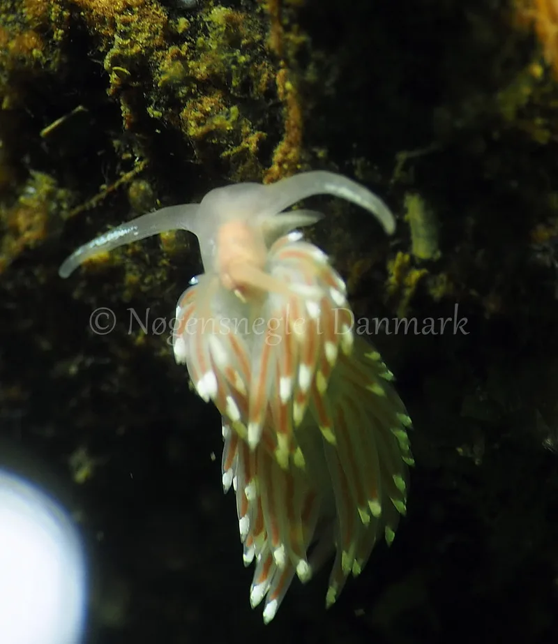 Facelina bostoniensis - Kollund Lillestrand - Foto: Jens Egon Jørgensen