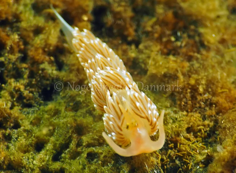 Facelina bostoniensis - Kollund Lillestrand - Foto: Jens Egon Jørgensen