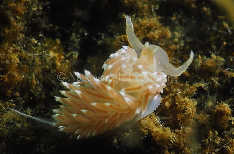Facelina bostoniensis - Kollund Lillestrand - Foto: Jens Egon Jørgensen