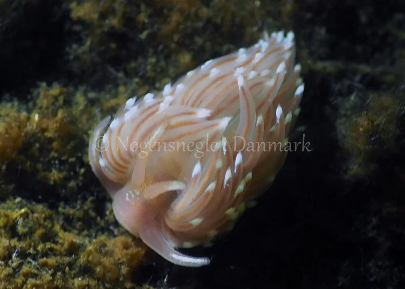 Facelina bostoniensis - Kollund Lillestrand - Foto: Jens Egon Jørgensen