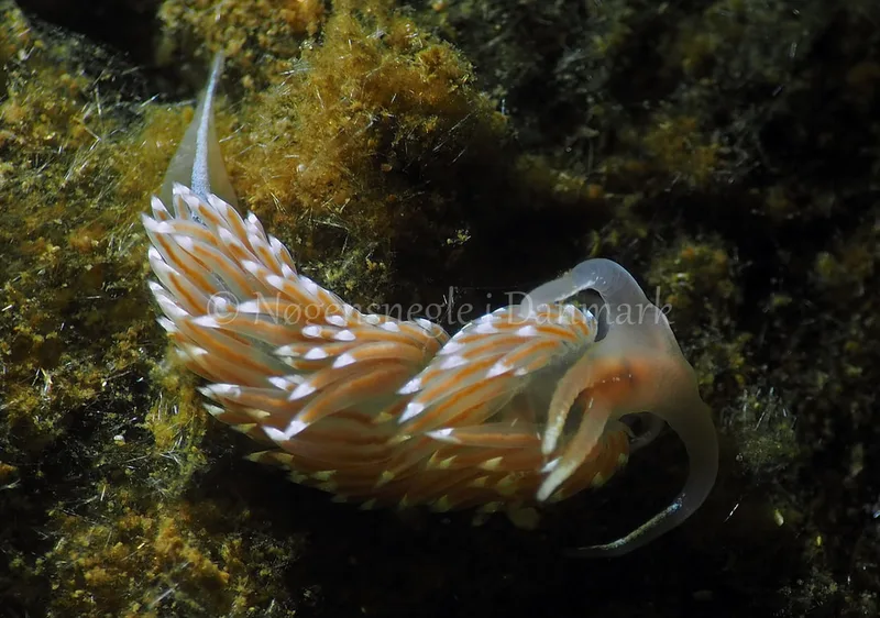 Facelina bostoniensis - Kollund Lillestrand - Foto: Jens Egon Jørgensen