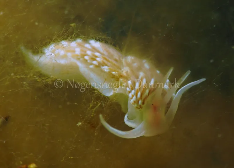 Facelina bostoniensis - Kollund Lillestrand - Foto: Jens Egon Jørgensen