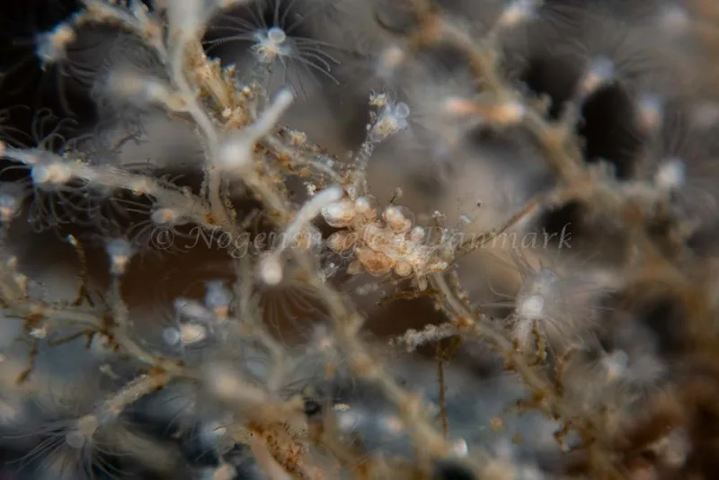 Eubranchus rupium - Ammoniakhavnen - Foto: Kim Sørensen
