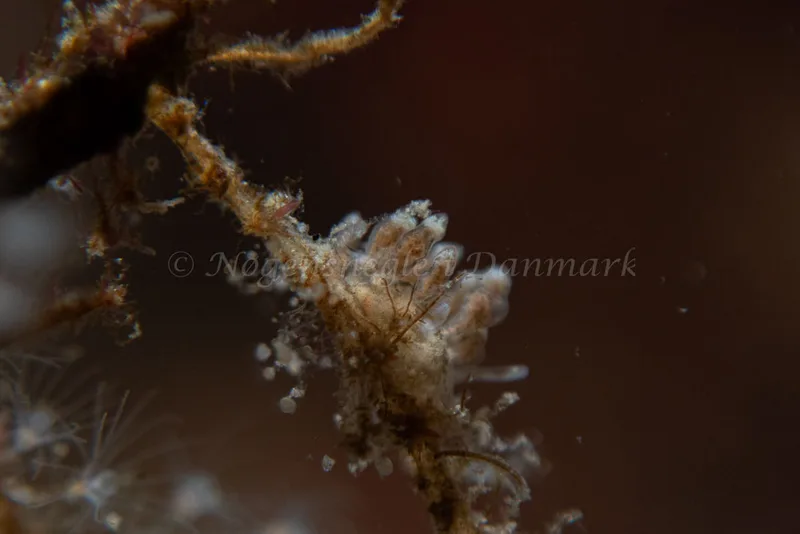 Eubranchus rupium - Ammoniakhavnen - Foto: Kim Sørensen