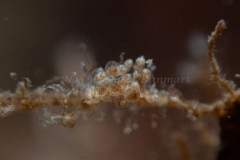 Eubranchus rupium - Ammoniakhavnen - Foto: Kim Sørensen