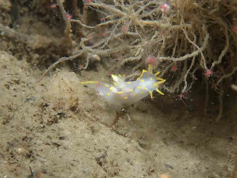 Polycera quadrilineata - Otto S/S (Vrag) - Foto: Kenneth Krull