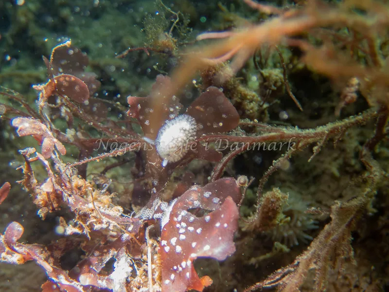 Onchidoris muricata - Sydmolen, Skagen - Foto: Esben Sick