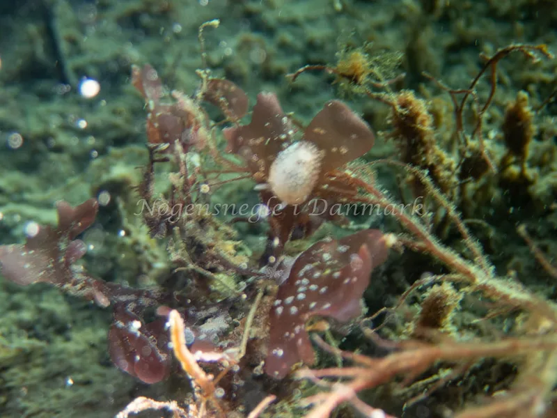 Onchidoris muricata - Sydmolen, Skagen - Foto: Esben Sick