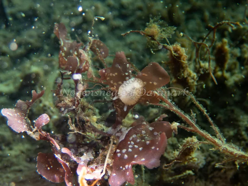 Onchidoris muricata - Sydmolen, Skagen - Foto: Esben Sick
