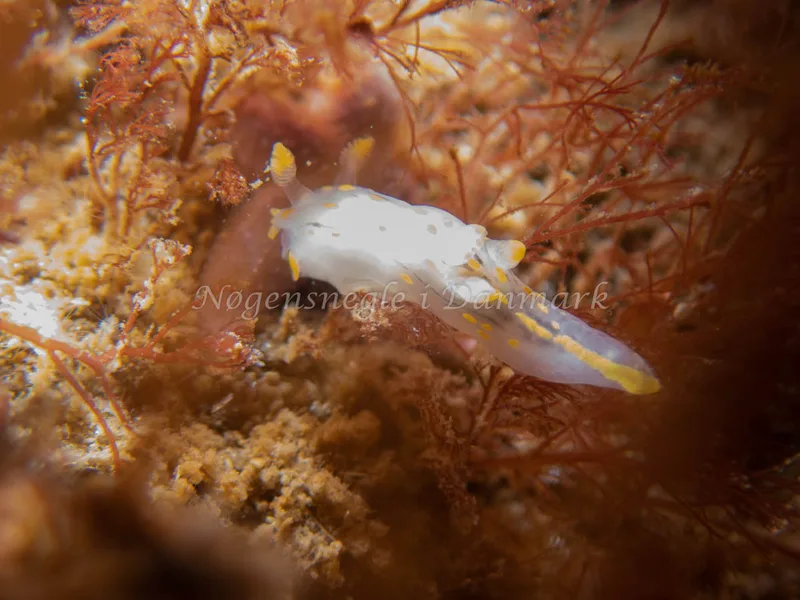 Polycera quadrilineata - Sydmolen, Skagen - Foto: Esben Sick