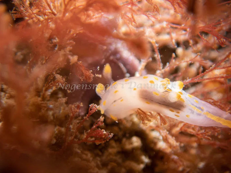 Polycera quadrilineata - Sydmolen, Skagen - Foto: Esben Sick