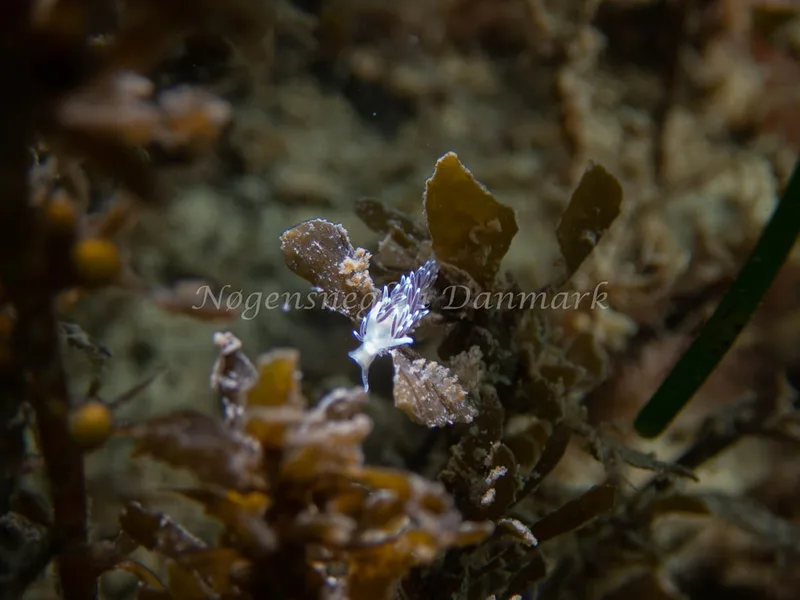 Cuthonella concinna - Sydmolen, Skagen - Foto: Esben Sick