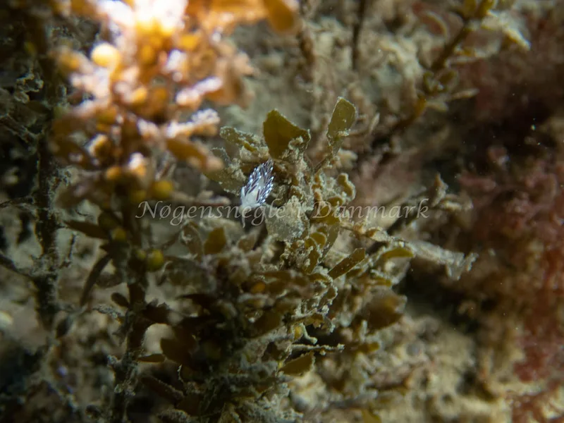 Cuthonella concinna - Sydmolen, Skagen - Foto: Esben Sick