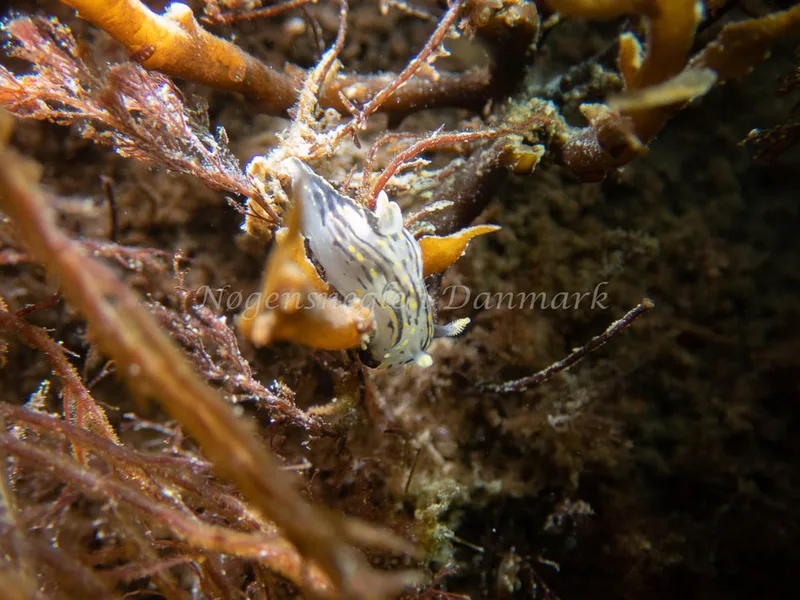 Polycera quadrilineata - Sydmolen, Skagen - Foto: Esben Sick