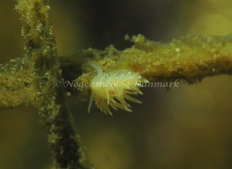 Facelina cf bostoniensis. - Sønderhav Strand - Foto: Jens Egon Jørgensen