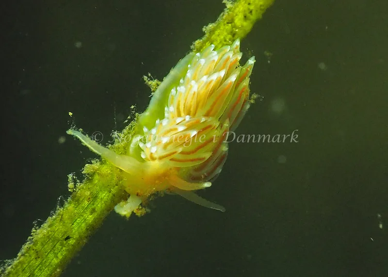 Facelina cf bostoniensis. - Sønderhav Strand - Foto: Jens Egon Jørgensen