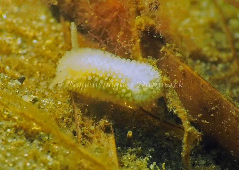 Onchidoris muricata. - Sønderhav Strand - Foto: Jens Egon Jørgensen