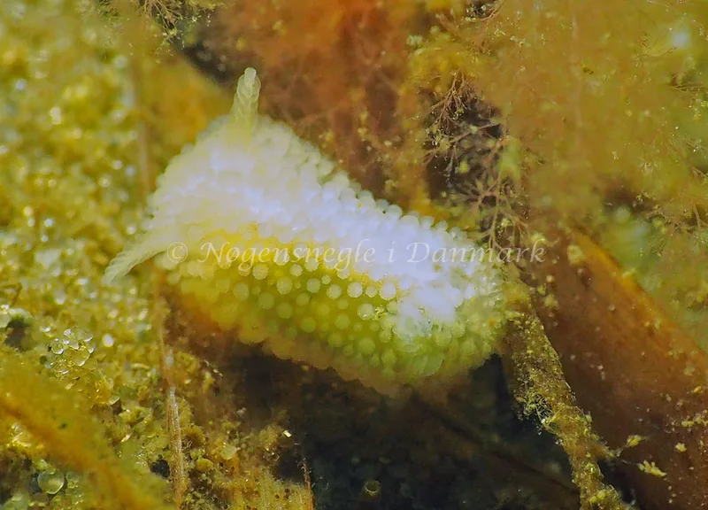 Onchidoris muricata. - Sønderhav Strand - Foto: Jens Egon Jørgensen