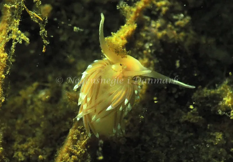 Facelina cf bostoniensis. - Sønderhav Strand - Foto: Jens Egon Jørgensen