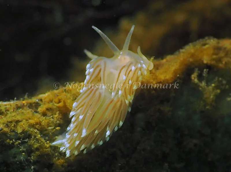 Facelina cf bostoniensis. - Sønderhav Strand - Foto: Jens Egon Jørgensen