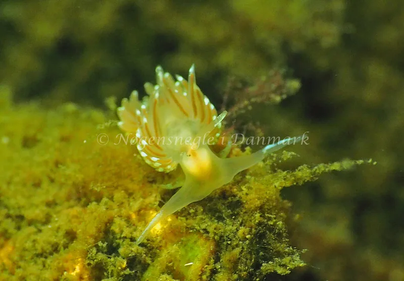 Facelina cf bostoniensis. - Sønderhav Strand - Foto: Jens Egon Jørgensen
