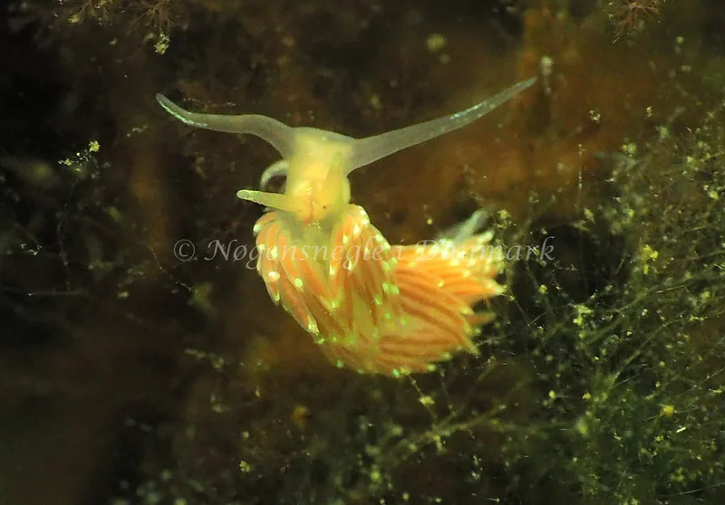 Facelina cf bostoniensis - Kollund Lillestrand - Foto: Jens Egon Jørgensen