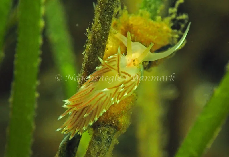 Facelina cf bostoniensis - Kollund Lillestrand - Foto: Jens Egon Jørgensen