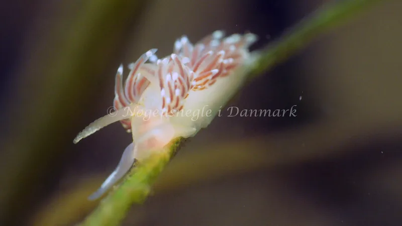Facelina cf bostoniensis - Kollund Lillestrand - Foto: Jens Egon Jørgensen