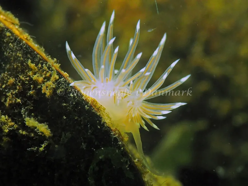 Facelina cf bostoniensis - Kollund Lillestrand - Foto: Jens Egon Jørgensen
