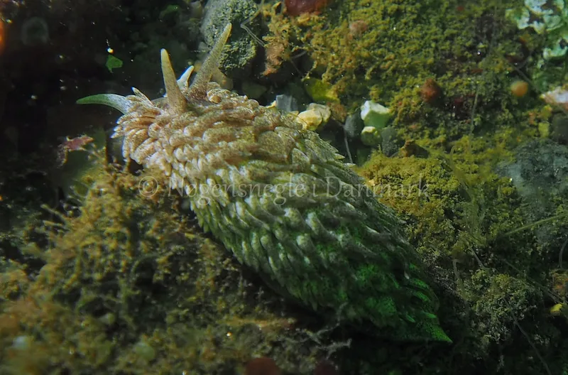 Aeolidia papillosa - Ammoniakhavnen - Foto: Jens Egon Jørgensen